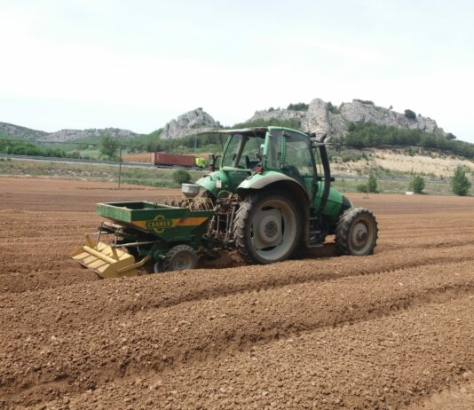 Comienza una incierta campaña de patata de siembra