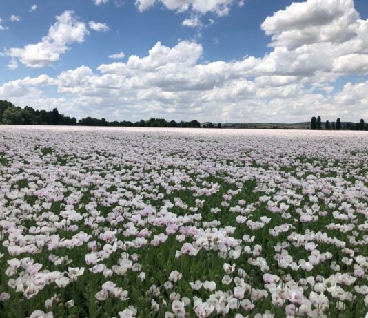 La adormidera desaparecerá de Castilla y León esta campaña