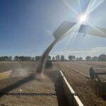 CARGA REMOLQUE CEBADA