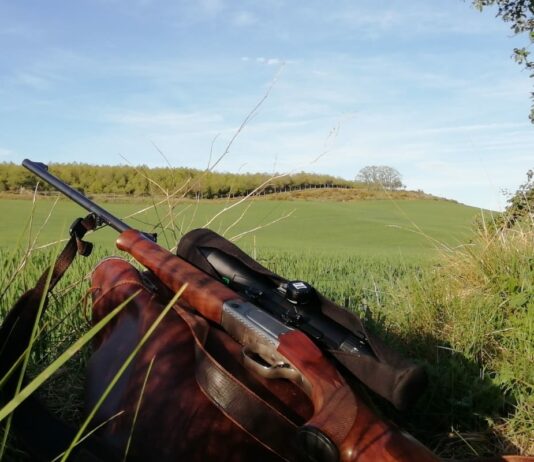 Palencia es la cuarta provincia en porcentaje de accidentes causados por animales