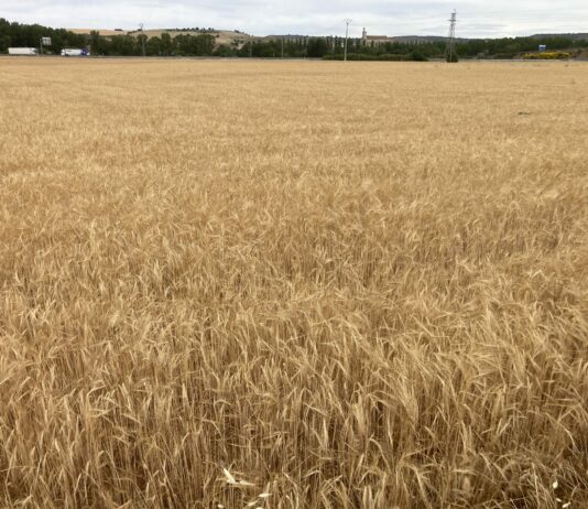 ASAJA-Palencia prevé que se cosecharán 800.000 toneladas