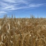 CEBADA ANGUINA FUENTES