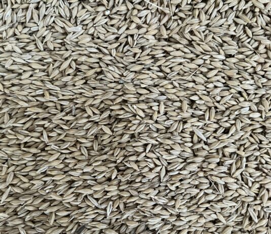 Engañosa estabilidad en los cereales en la Lonja de León, expectante ante el escenario internacional