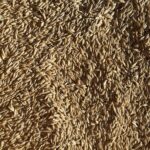 Lonja de León – 24/08/2022