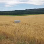 CEBADA REGADÍO MODERNIZADO AGUILAR