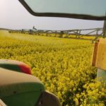 COLZA TRATAMIENTO FITOSANITARIOS