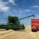 Bajan avena, centeno y colza y repiten cotización los forrajes y resto de cereales en la Lonja de León