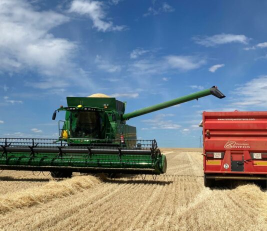 Bajan avena, centeno y colza y repiten cotización los forrajes y resto de cereales en la Lonja de León