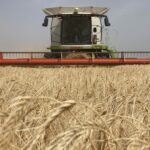 COSECHA 2022 CEBADA