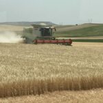 COSECHA 2022 CEBADA 3