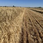 COSECHA CEBADA