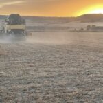 COSECHA CEBADA 2022 1