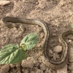 CULEBRA DE ESCALERA GIRASOL