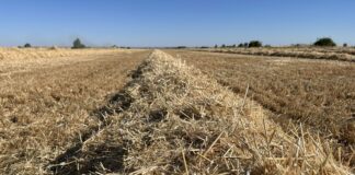 Suben cebada, maíz, avena y los forrajes en la Lonja de León, donde el centeno pasa a ser el cereal con menor cotización