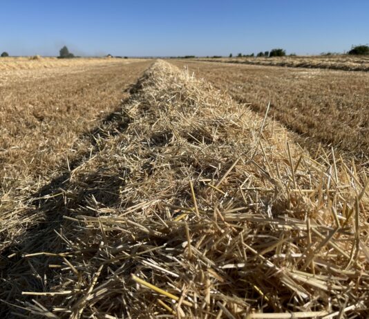 Suben cebada, maíz, avena y los forrajes en la Lonja de León, donde el centeno pasa a ser el cereal con menor cotización