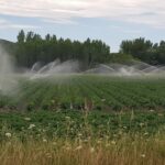 PATATA DE SIEMBRA REGADÍO