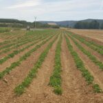 PATATA DE SIEMBRA REGADÍO 2