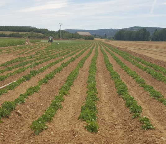Casi una quinta parte de la superficie de patata de la región aún está pendiente de sembrar