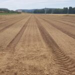 PLANTÓN DE REMOLACHA