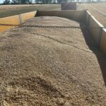 La Lonja de León constata estabilidad en los precios de los cereales, el girasol y las patatas