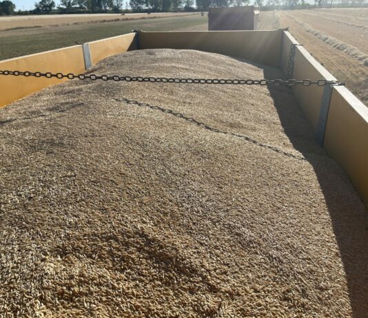 La Lonja de León constata estabilidad en los precios de los cereales, el girasol y las patatas