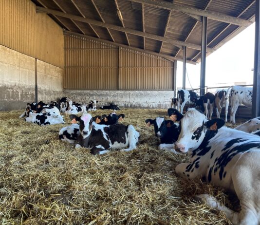 Un nuevo bioproducto reduce las emisiones en el vacuno de leche