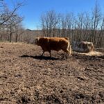 La Lonja de Salamanca retoma las mesas de ganado pero los agricultores rechazan cotizar la de cereales