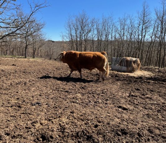 La Lonja de Salamanca retoma las mesas de ganado pero los agricultores rechazan cotizar la de cereales