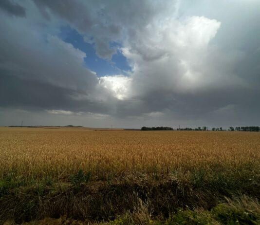 Compás de espera en los cereales, cuya cotización ha caído el último año en torno a una cuarta parte
