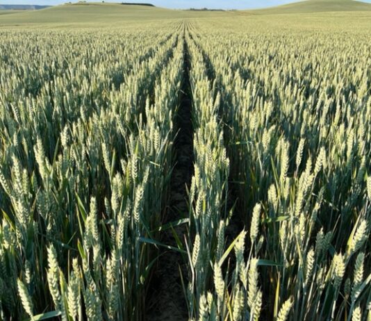 ASAJA-Nacional estima la próxima cosecha en 15,5 millones de toneladas