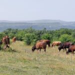 El bovino de carne repite cotización en la Lonja de Salamanca, salvo las vacas, que siguen al alza