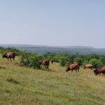 VACAS CARNE AGUILAR 2