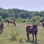 Las cotizaciones del bovino de carne y para cría vuelven a agitarse en la Lonja de Salamanca