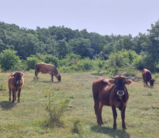Las cotizaciones del bovino de carne y para cría vuelven a agitarse en la Lonja de Salamanca