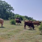 El bovino para sacrificio sigue al alza en la Lonja de Salamanca, pero se ralentizan las subidas
