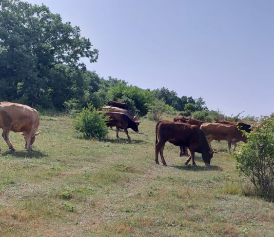 El bovino para sacrificio sigue al alza en la Lonja de Salamanca, pero se ralentizan las subidas