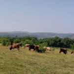 VACAS CARNE AGUILAR 5