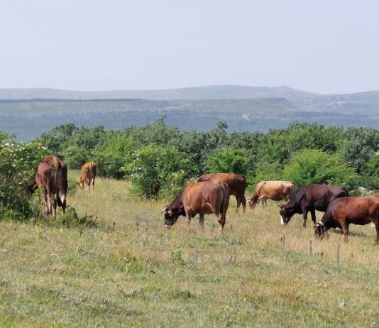 El bovino de carne repite cotización en la Lonja de Salamanca, salvo las vacas, que siguen al alza