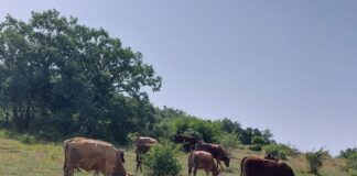 Una semana más sin cambios en la Lonja de Salamanca