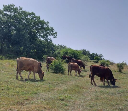 El bovino de carne en la Lonja de Salamanca mantiene su tendencia alcista