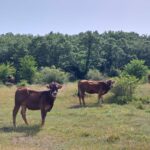 La Lonja de Salamanca ratifica la recuperación del precio del añojo, pero la ternera sigue estancada