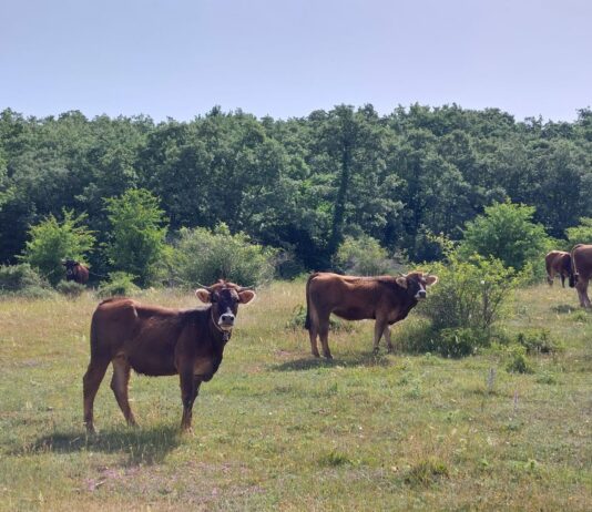 Continúa la tendencia alcista de las canales de bovino en la Lonja de Salamanca
