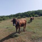 VACAS CARNE AGUILAR 8