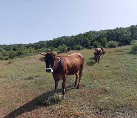 Convocadas ayudas para reponer los animales como consecuencia del sacrificio en los programas oficiales de enfermedades de rumiantes