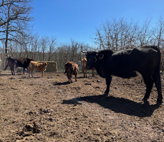 Las pérdidas sufridas por la sequía pueden alcanzar los 8.000 millones de euros y ponen al sector agrario nacional ante una situación crítica