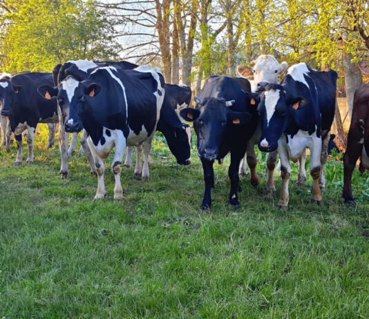 Producciones obtenidas en el Control Lechero Oficial