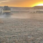 cosecha 2022 cebada 5