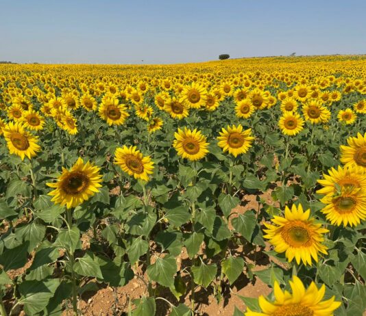 Aumentan las hectáreas aseguradas en Palencia