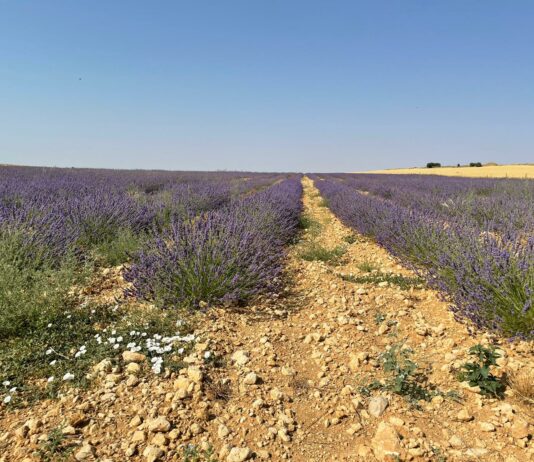 Los aceites esenciales de plantas aromáticas no serán considerados sustancias químicas