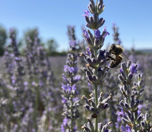 Se fija el coeficiente definitivo del pago verde de la PAC 2021